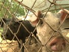 Food Safety Fears in China