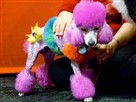 Extreme Poodles