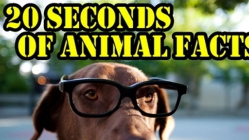20 Seconds of Animal Facts: Capybara Edition