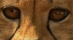 NBC TODAY Show: Hope Exists Despite Species’ Extinction Fears