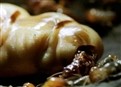 Her Majesty, The Termite Queen picture