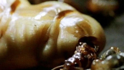 Her Majesty, The Termite Queen