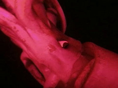 Meet the Red Devil Video