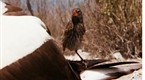 National Geographic Animals: "Vampires" and Blue-Footed Boobies