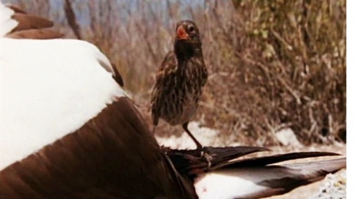 "Vampires" and Blue-Footed Boobies