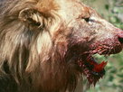 Pure Nature | Season 1 Episode 1 | Living With Lions
