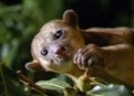 Cute and Cuddly Kinkajous picture