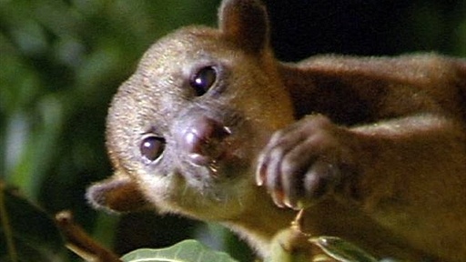 Cute and Cuddly Kinkajous