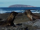 Earth Focus | Season 1 Episode 19 | Development Threatens the Galapagos