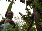 The Dayak Meratus