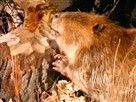 Beaver Lumberjacks