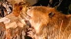Wild: Beaver Lumberjacks