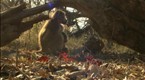 Wild: Baboon Battle
