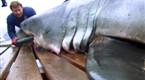 Expedition Week: Tagging the Great White
