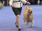 National Dog Show | 2009 National Dog Show