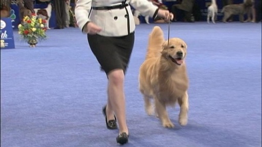2009 National Dog Show
