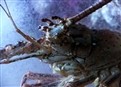 Lobster Babies picture