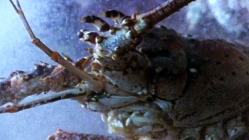 Lobster Babies