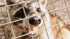 The Exterminators: Psycho Raccoon / Killer Spiders (season 1, episode 6)