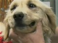NBC TODAY Show - Canine ‘Angel’ Saves Boy from Cougar