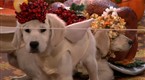Puppies Dressed As Thanksgiving Dinner