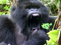 NGC Presents - Saving the Mountain Gorillas