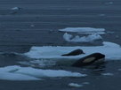 Killer Whales 