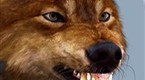 TV Guide Specials: The Werewolves of New Moon