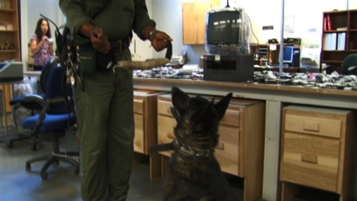 Drug Sniffing Dog