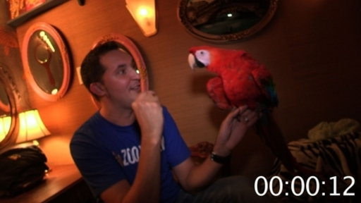 40-Something Seconds of Scarlet Macaw Facts Video