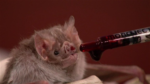 Bat Expert Rob Mies, Part 2