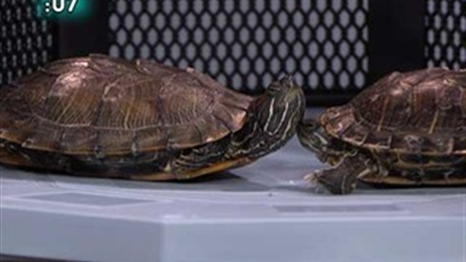 UFC Turtle Fight! Video