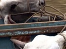 Swimming Lessons for Cows: Deadliest Journeys