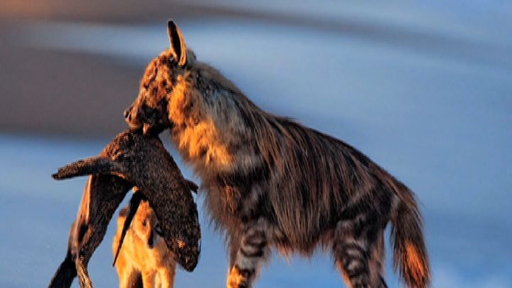 Hyena Steals a Meal