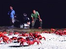 Great Migrations | Crabs by Moonlight