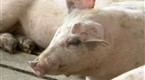 Modern Marvels: The Pig (season 1, episode 16)