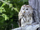 ORF Universum Documentaries | Season 1 Episode 91 | Vienna's Forests