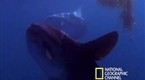 National Geographic Animals: Freaks of Nature: Gigantic Bizarre Fish