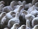 The Bird Flu: Fact and Fiction