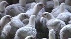 The Bird Flu: Fact and Fiction