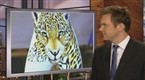 The Soup: Cougar Chaos