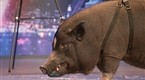 America's Got Talent: A Pig's Audition