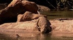 Maneaters of Malawi