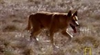 National Geographic Animals: Dingo vs. Kangaroo