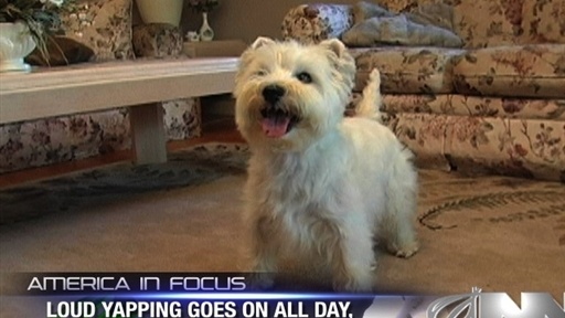 Tiny Dog Has Been Barking Nonstop For 6 Years