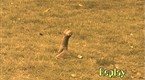 Squirrel Fishing