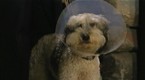 The Stupid Dog Sausage Challenge