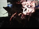 GWAR