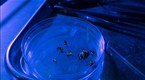 ReGenesis: Blackout (season 1, episode 8)
