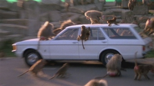 Baboon Attack